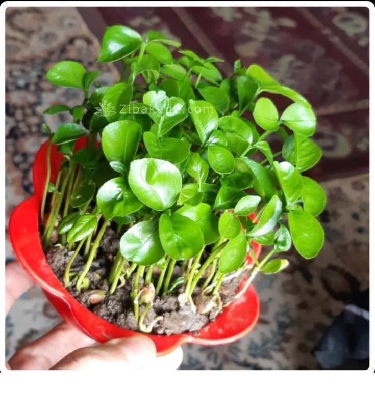 سبزه عید را خودتان سبز کنید !